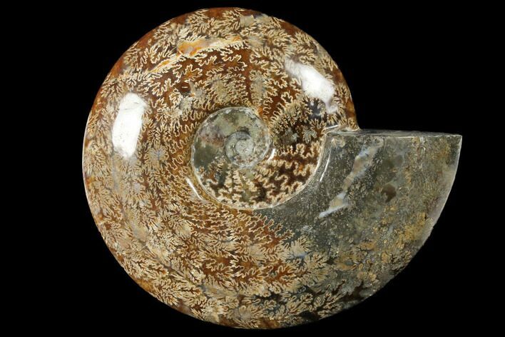 Polished Ammonite (Cleoniceras) Fossil - Madagascar #133174